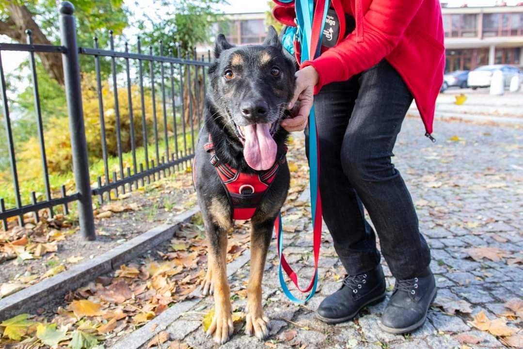 Cudowny owczarek poleca się do adopcji!