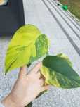 Monstera marmorata dwuliścienny szczyt REZERWACJA