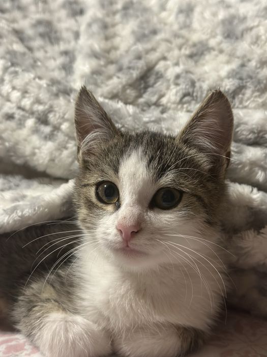 Котёнок в добрые руки!