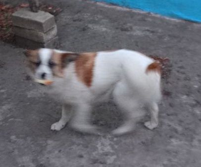 Пропала маленькая  собачка