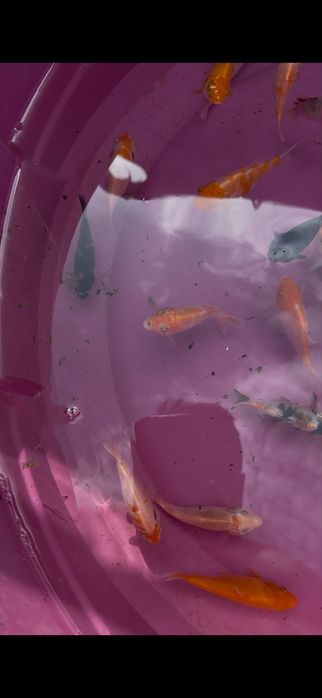 Carpas koi criacao 2025