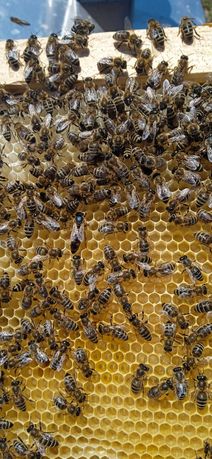 Продам отводки и пчелосемьи