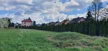Sprzedam tuje ogrodowe