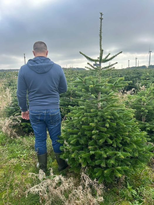 JODŁA KAUKASKA 100 - 220CM ! W Donicy ! Ukorzeniona Z Korzeniem! Jodla