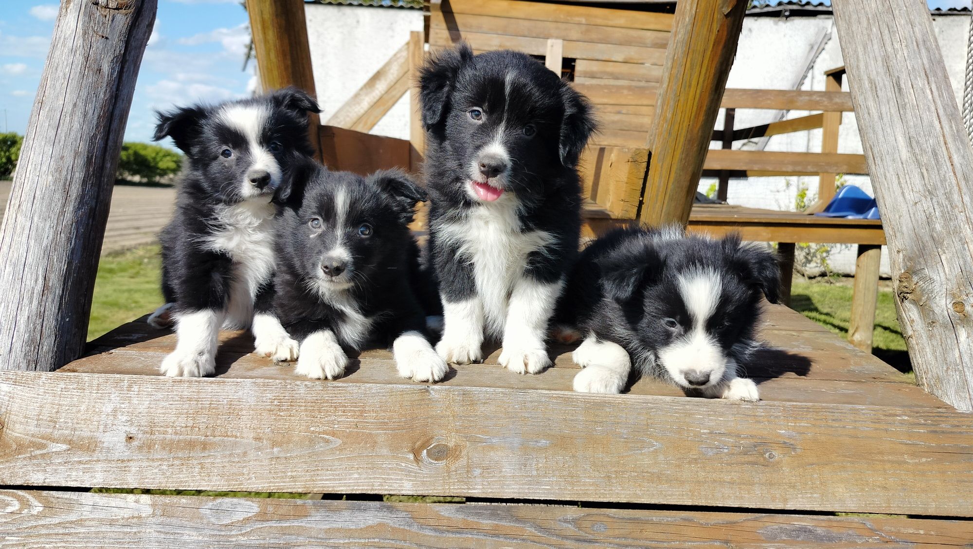 Śliczne szczenię Border Collie.