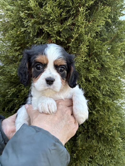 Cavalier King Charles Spaniel