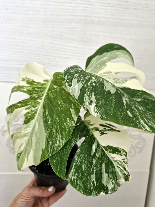 Монстеру Альбу продам