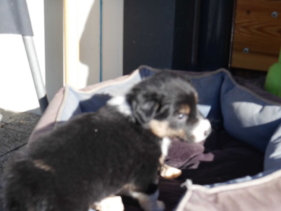 Border collie -TRi COLOR Piesek