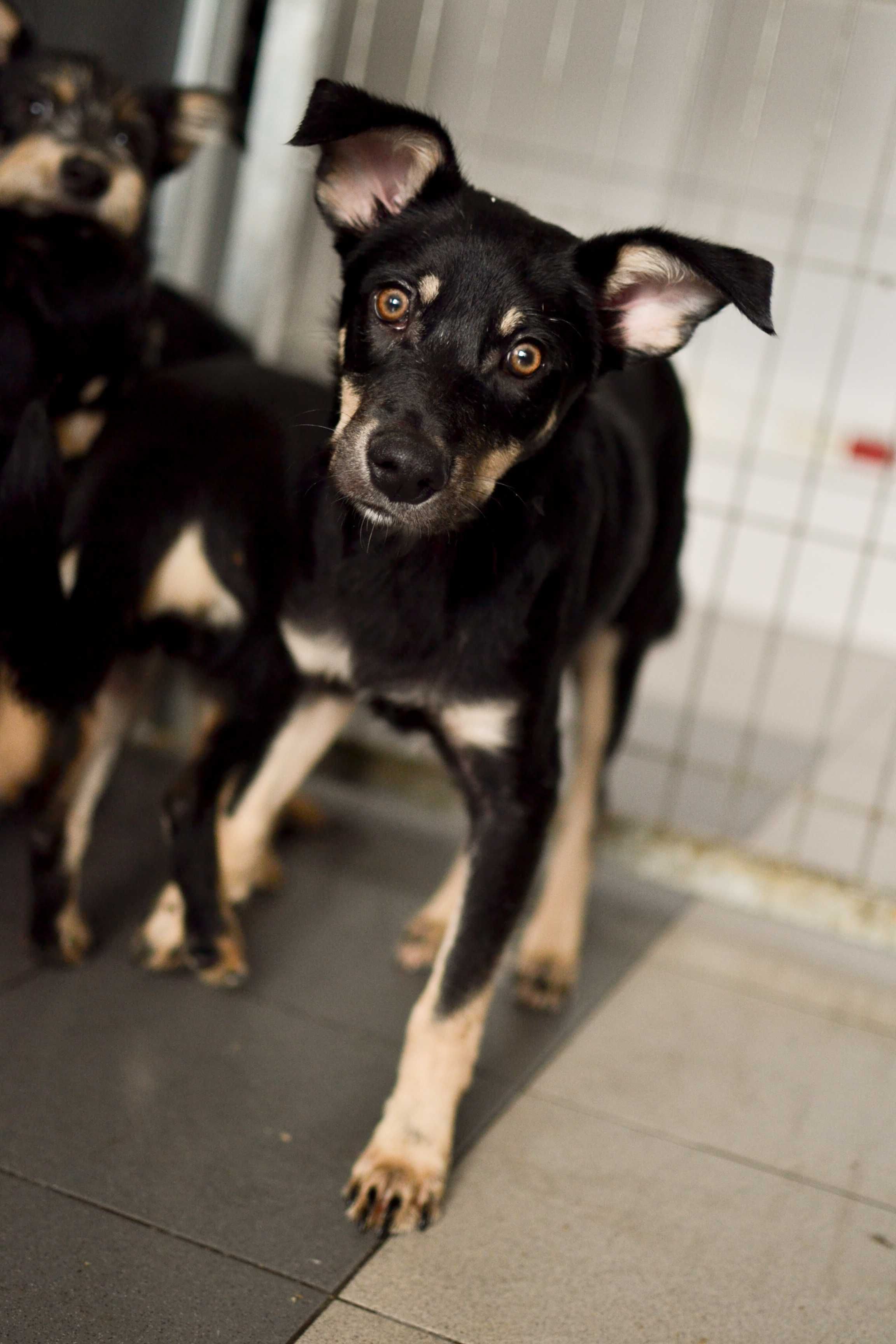 Aperol - 7 miesięczny szczeniak do adopcji!