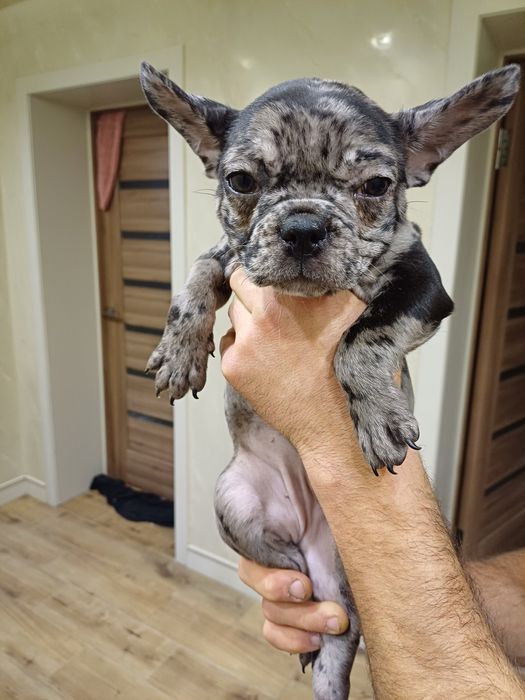 Щенки французи ожидают на своих родителей