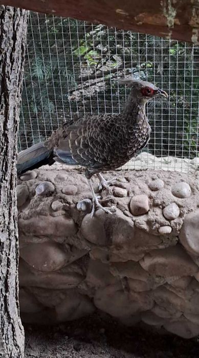 Bażanty nepalskie młode