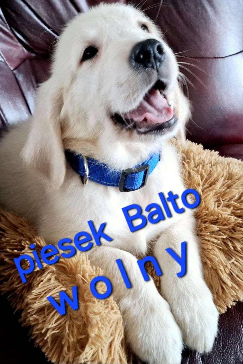 Piesek 3mce mega samiecGolden Retriever do odbioru RODZICE W HODOWLI