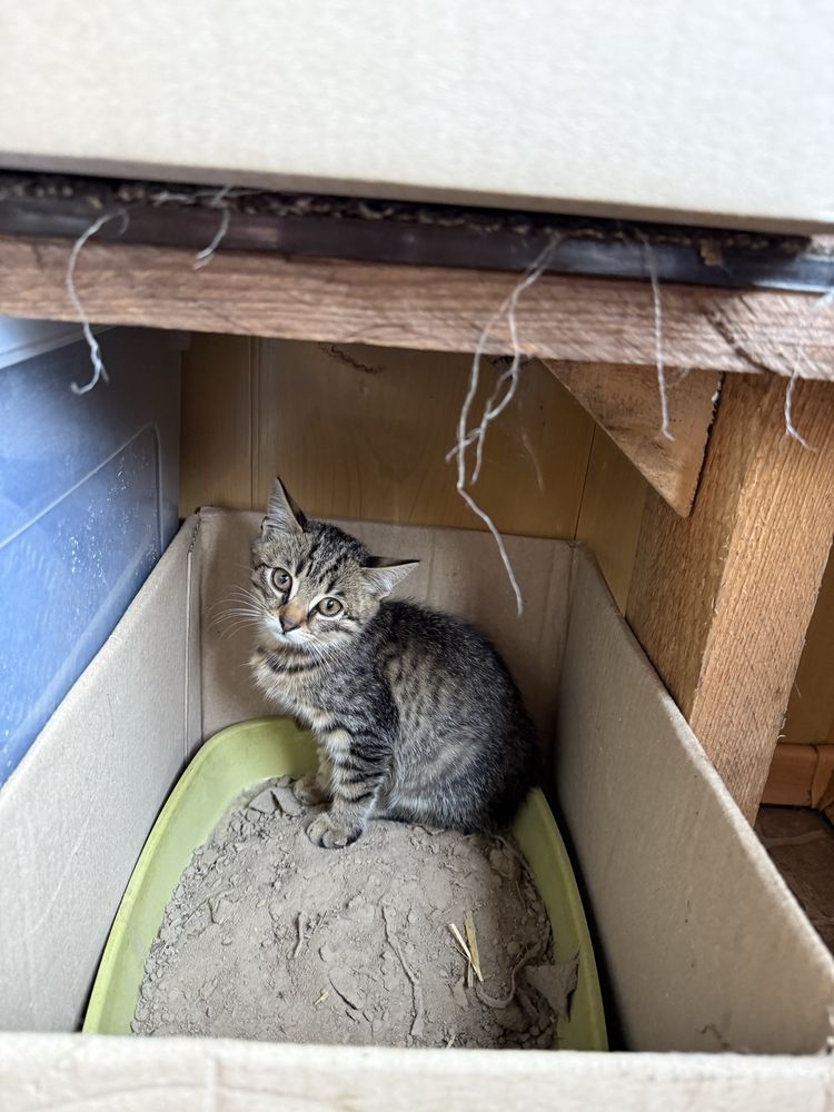 Котики,безкоштовно