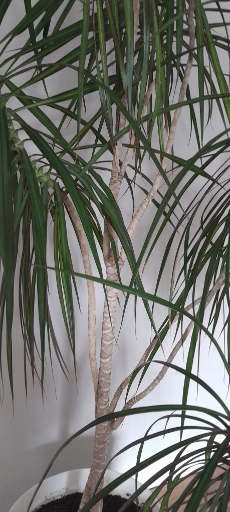 Kwiat Dracena bardzo piękna  160 cm