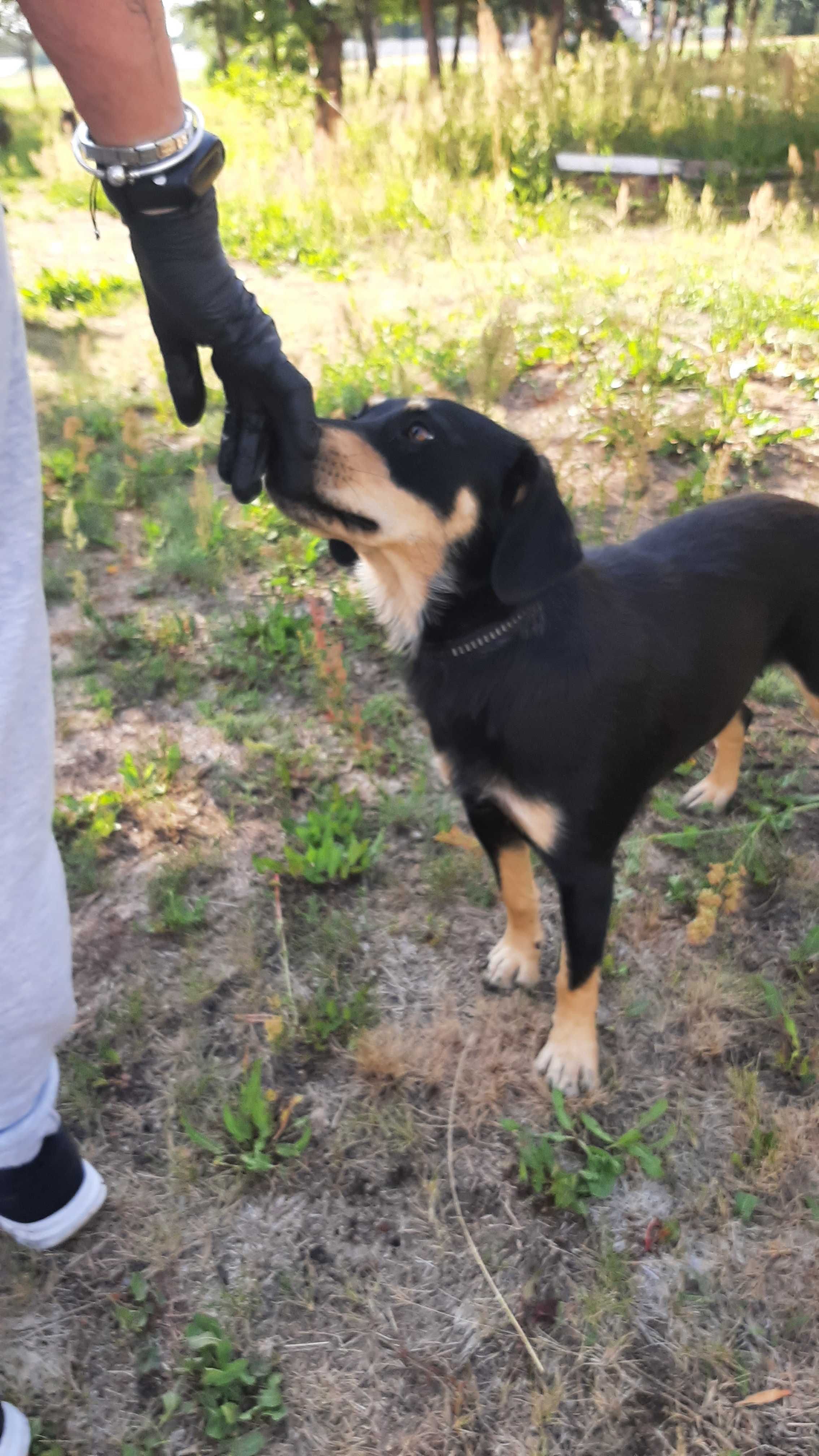 Cudowna , spokojna Sara do adopcji
