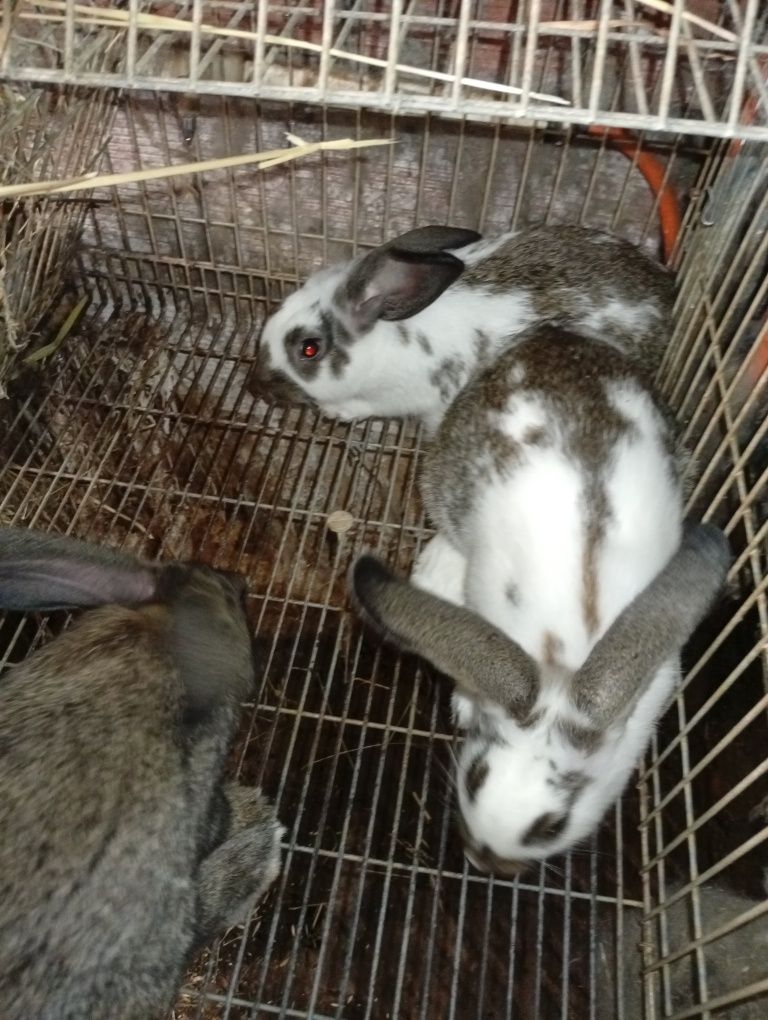 Coelhos caseiros