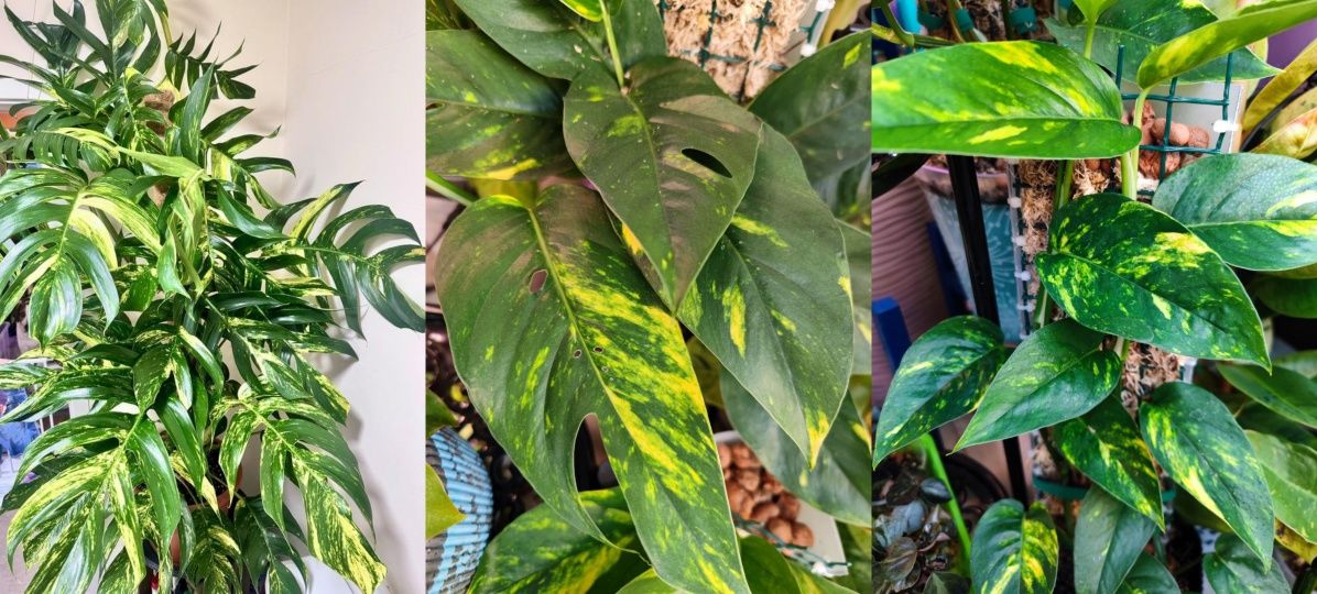 Epipremnum pinnatum Cintho Goldfinger