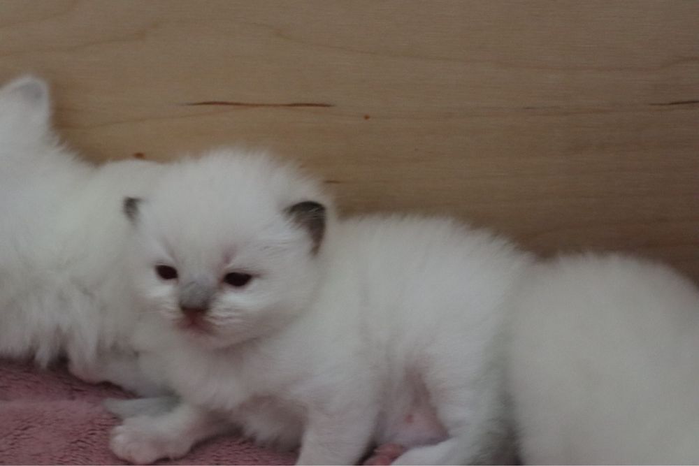 Kocurek  Diego Ragdoll. Rodowod FPL