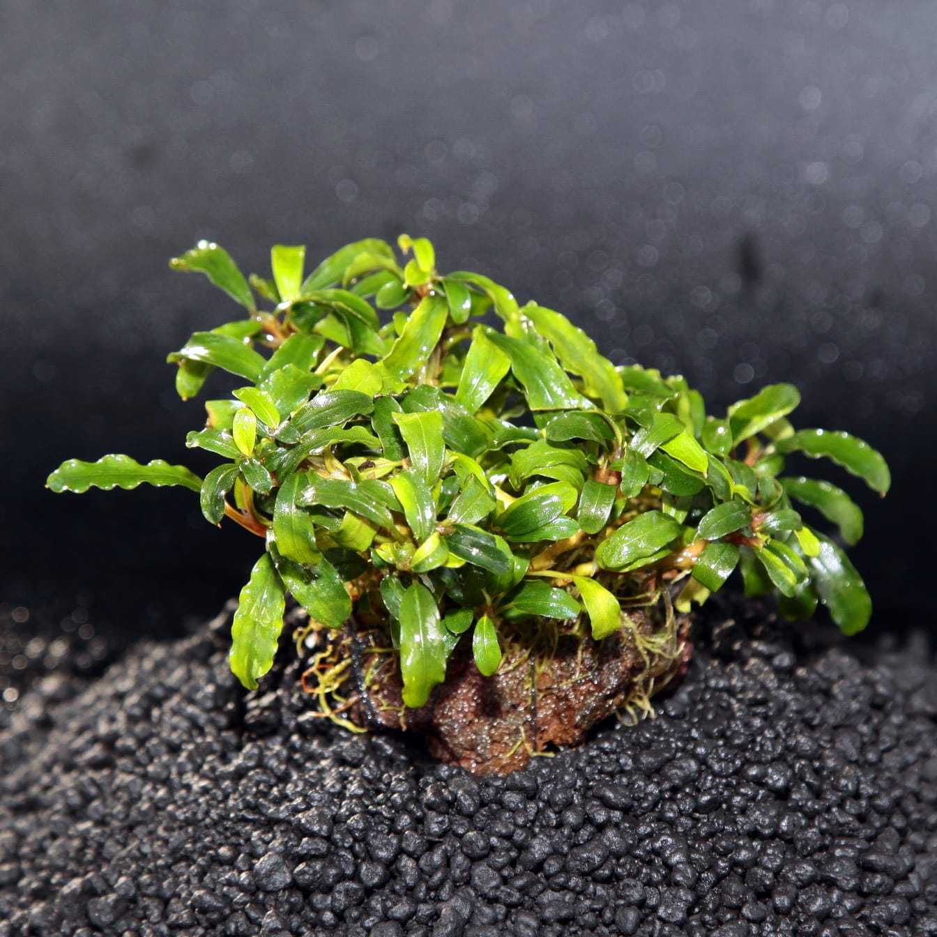 Bucephalandra sp. lava stone - rośliny akwariowe - koszyk - plantacja