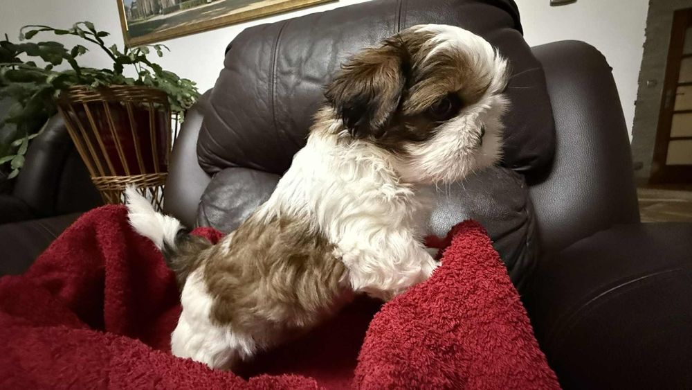 Piesek shih tzu z rodowodem