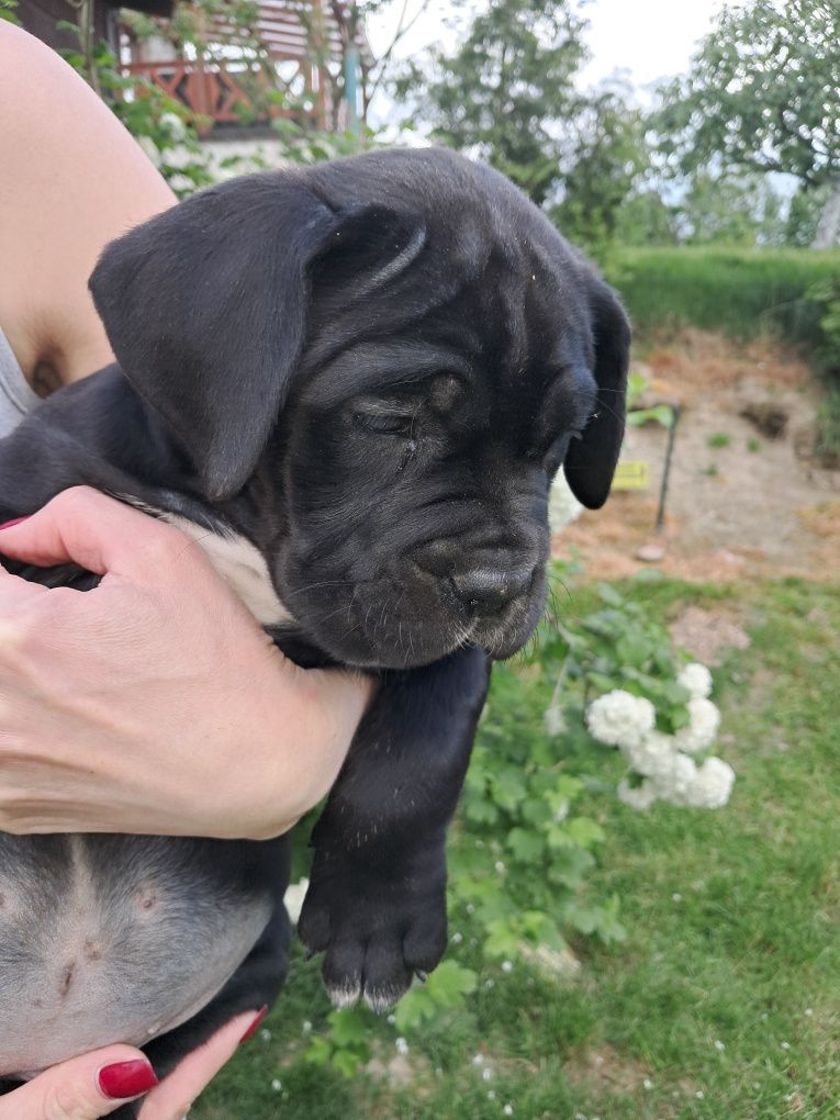 Cane corso italiano