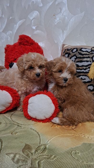 Шикарные мальтипу.Ф1 .