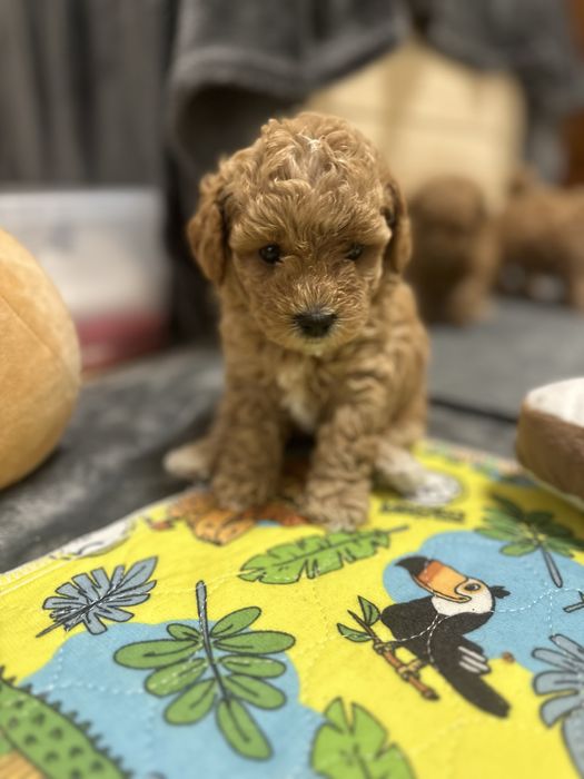 Мальтипу, пушон,пудель