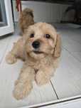 Cavapoo / Maltipoo / dziewczynka