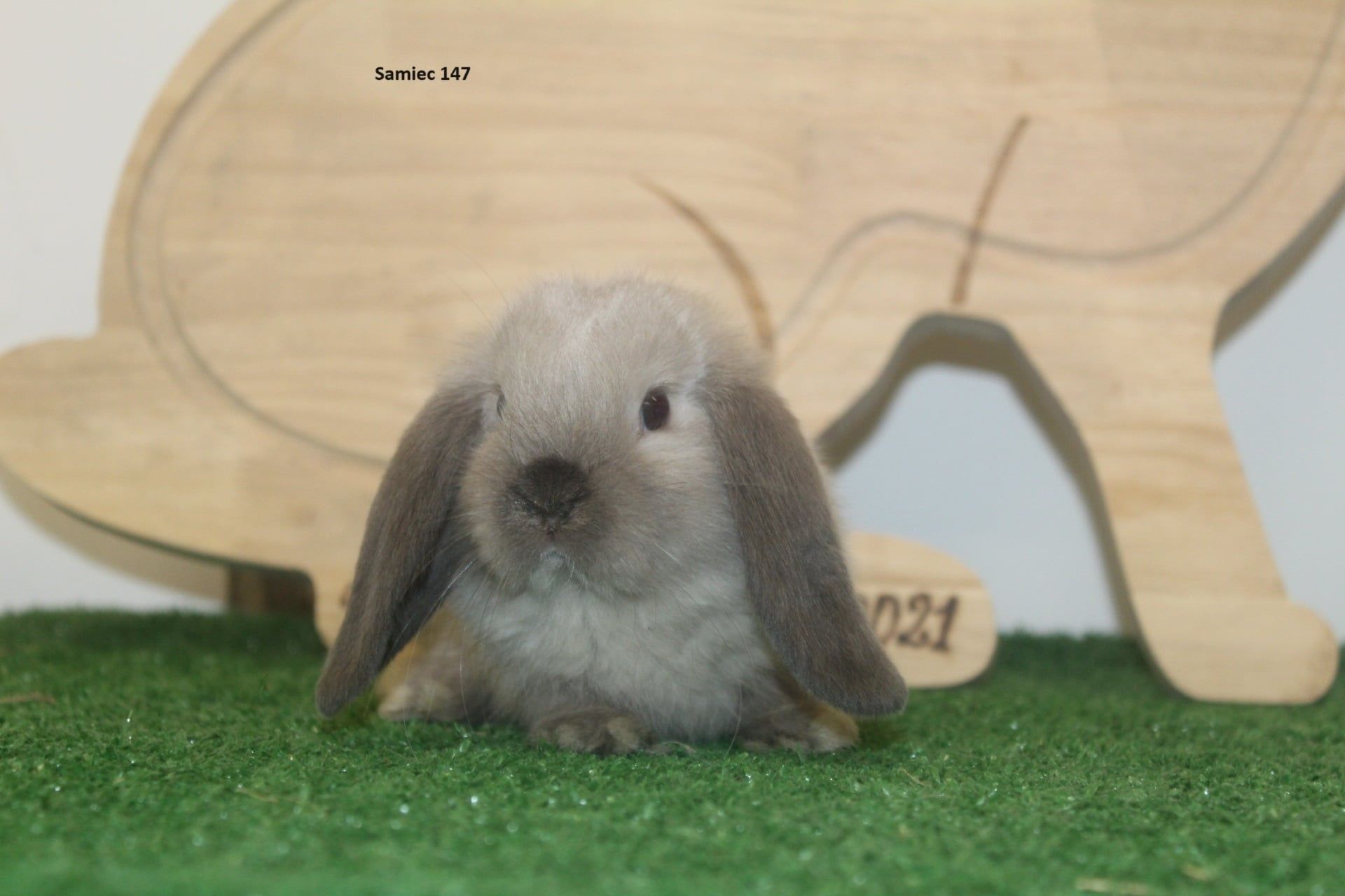 Karzełek Baran Syjamski -rodowód,rasowy. Mini lop ,mini lipek hodowla