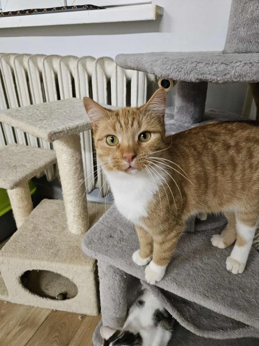 Kot, kotek, kocurek Monin