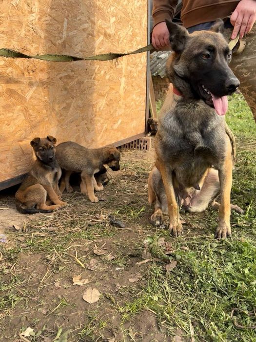 Щенята бельгійської вівчарки