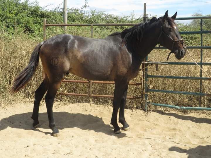 Poldro lusitano castanho de 3 anos