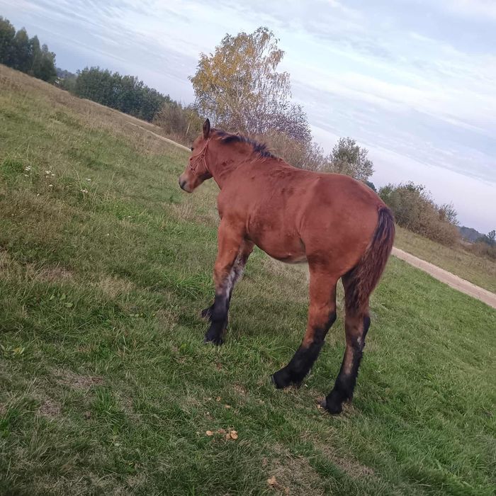 Konie zimnokrwiste