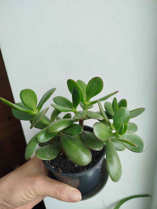 Суккуленти 40 гривень горщик