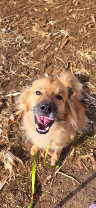 Buli pilnie potrzebuje domu