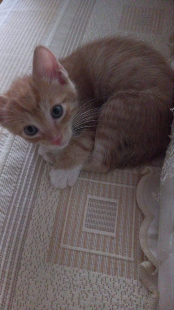 Gatinhos para adoção