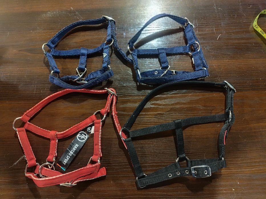 Kantarki mini, foal, pony