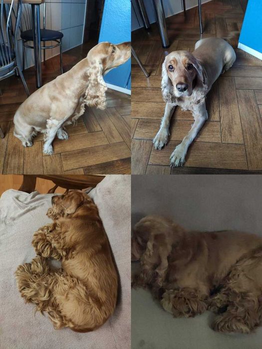 Nowa TYTANOWA Maszynka Do Strzyżenia Psów - Duży Zestaw z Walizką !