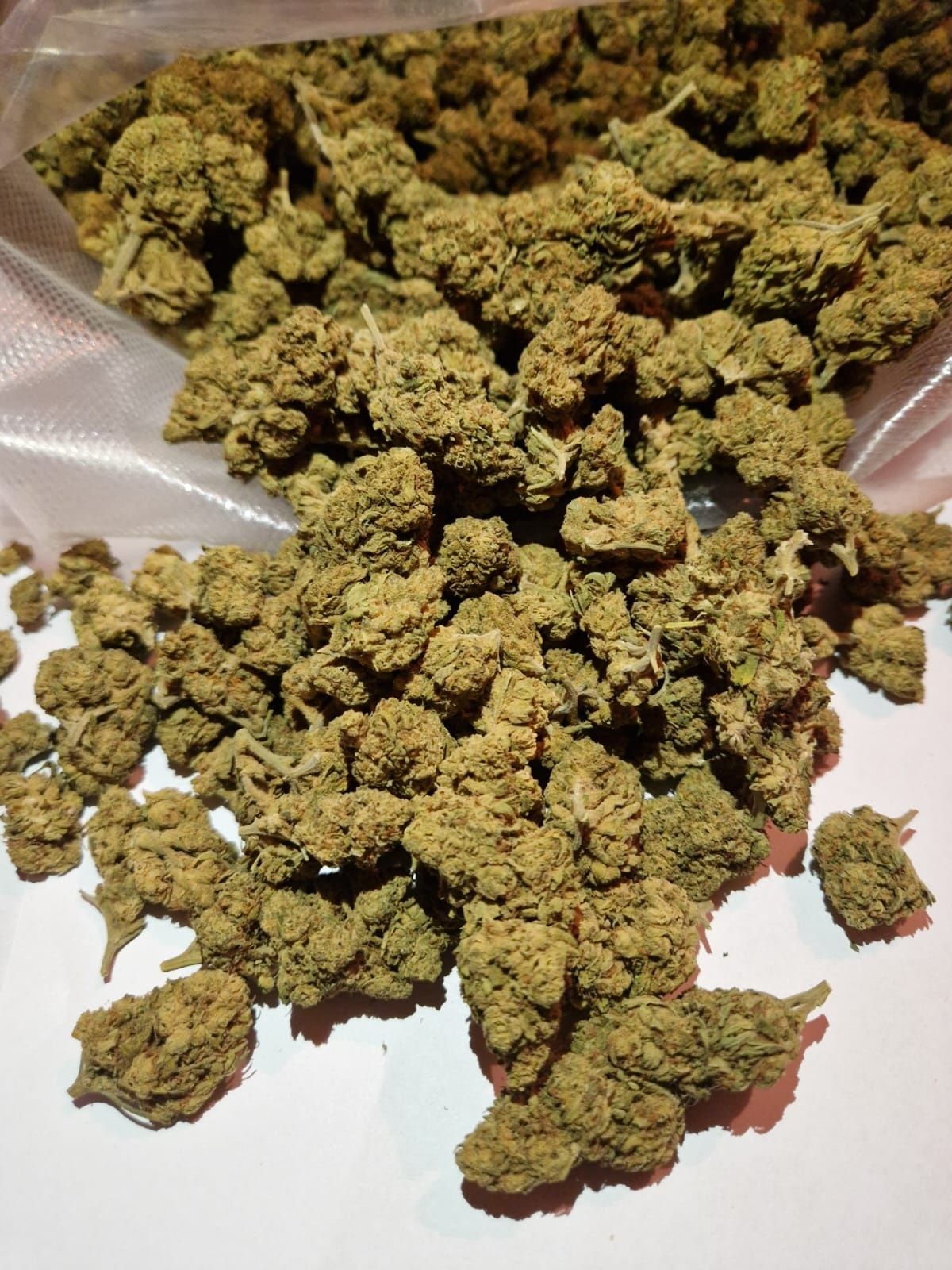 Amnesia Haze Susz CBD premium 5 gram 59 zł