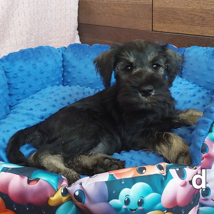 Sznaucer miniaturowy-wielkie serce-wspaniały charakter