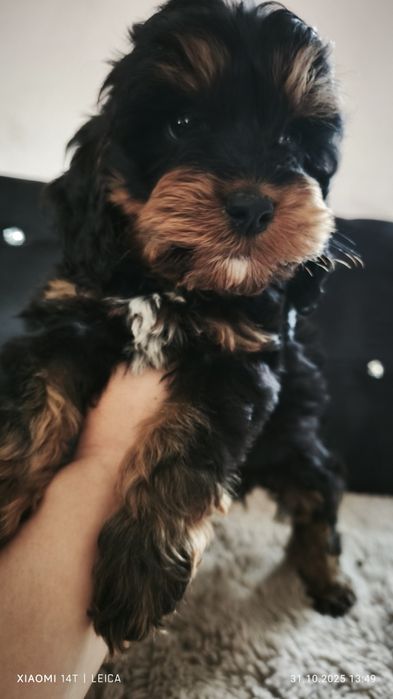 Cocapoo, cockapoo F1 cavapoo Guffi