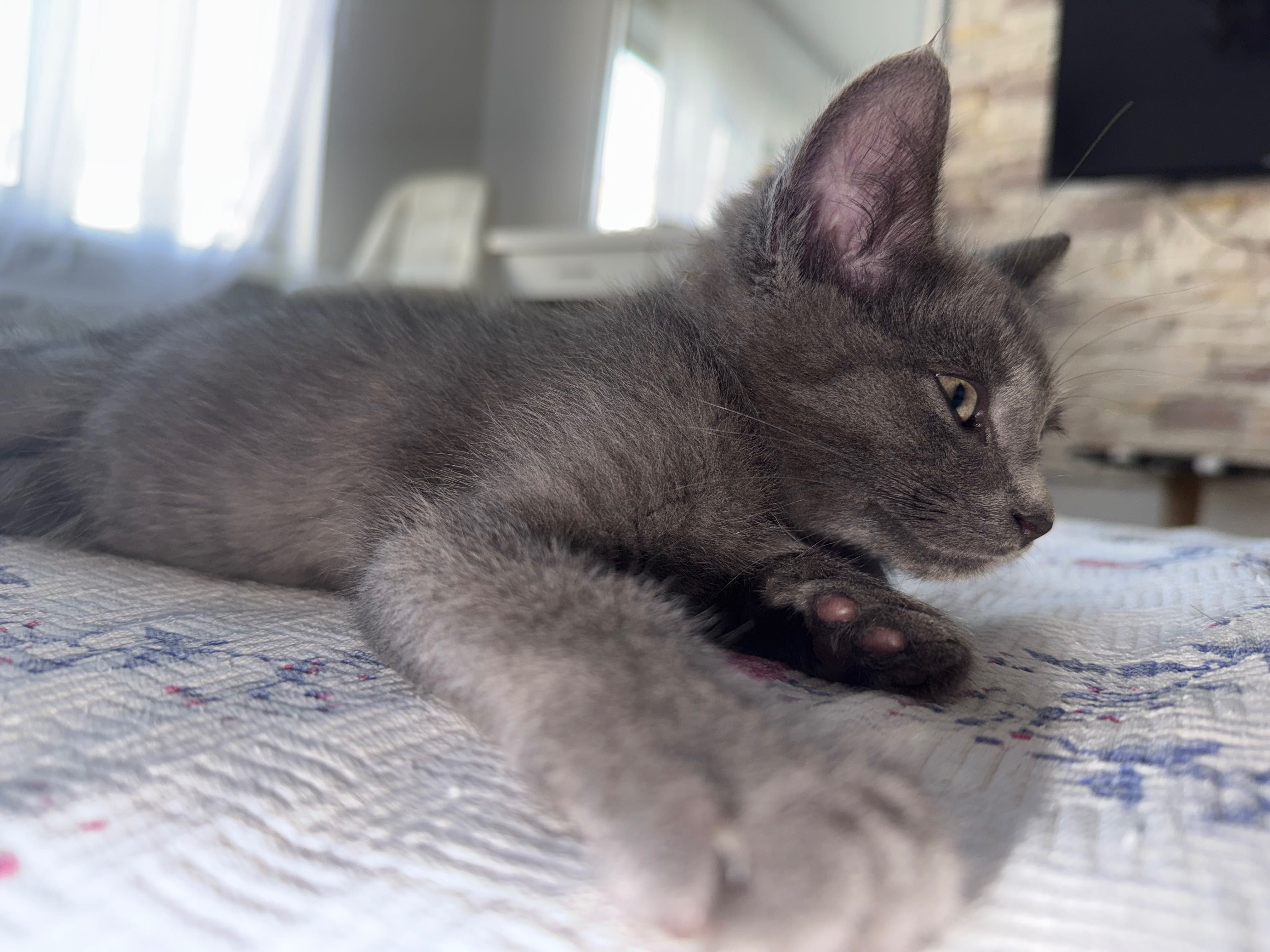 Котик в добрі руки