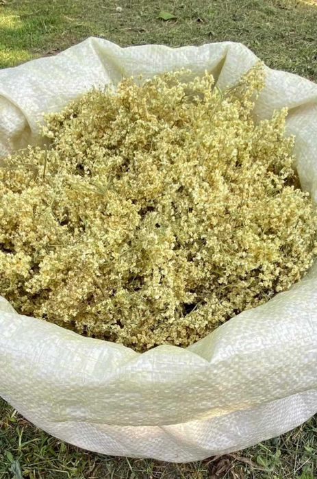 Цвіт бузини.    Сушений.