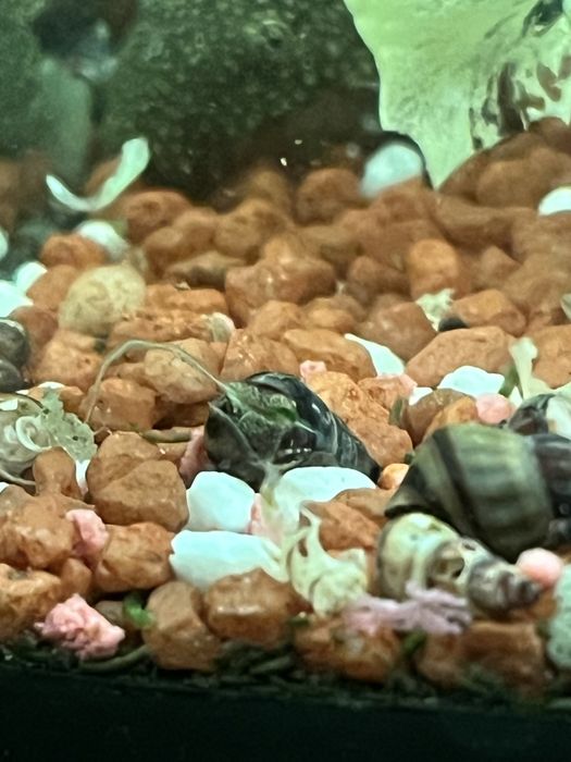 Slimaki Brotia herculea