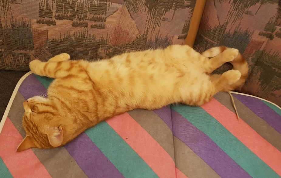 Znaleziony rudy kotek „Tygrys”– adopcja, najlepiej dom z ogródkiem