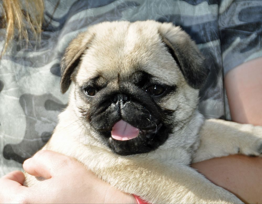 Mops dziewczynka  gotowa do odbioru  FCI ZKwP