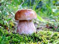 Посевной мицелий Белых грибов