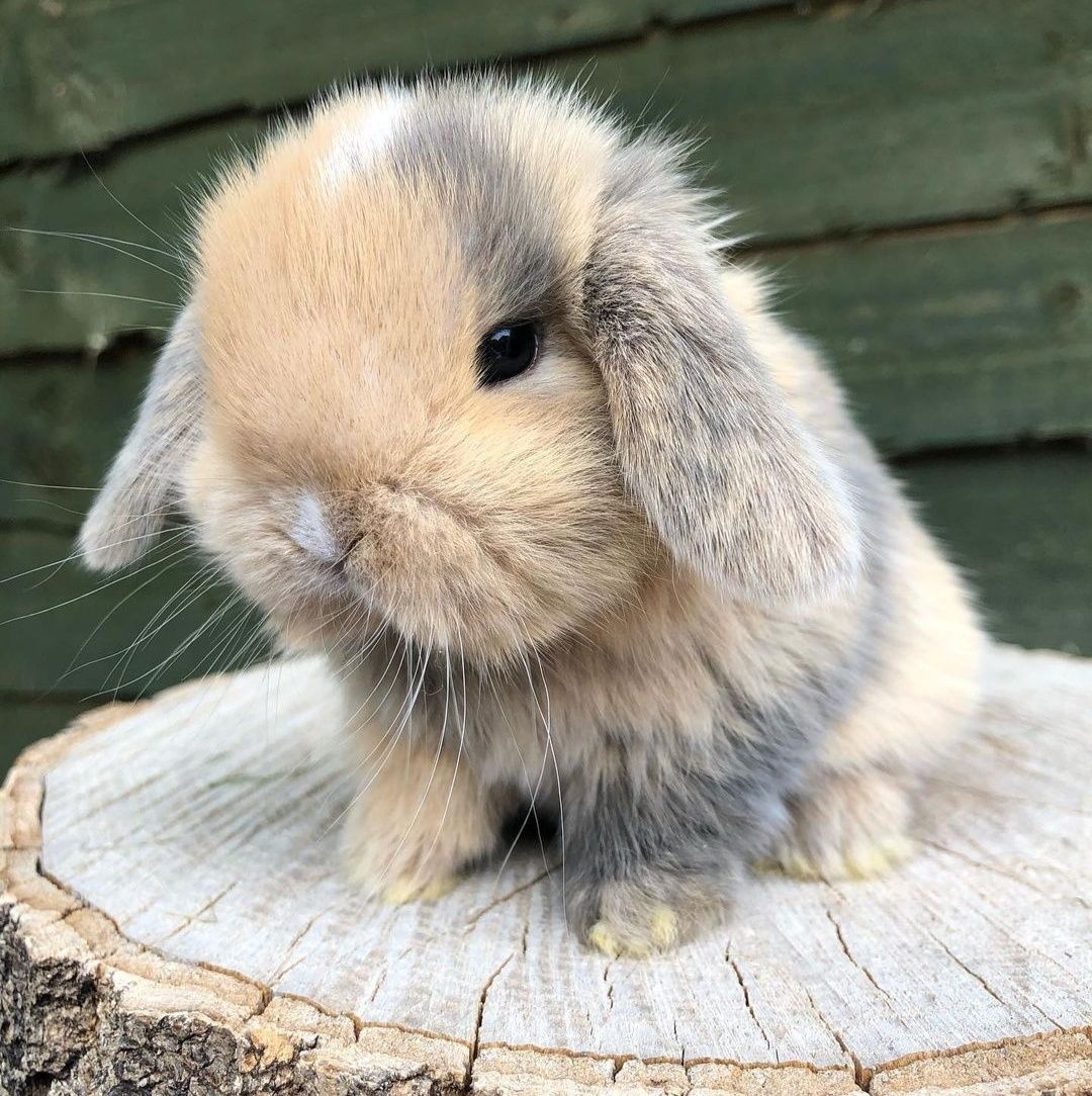 KIT Coelhos anões orelhudos, mini lop super inteligentes e dóceis