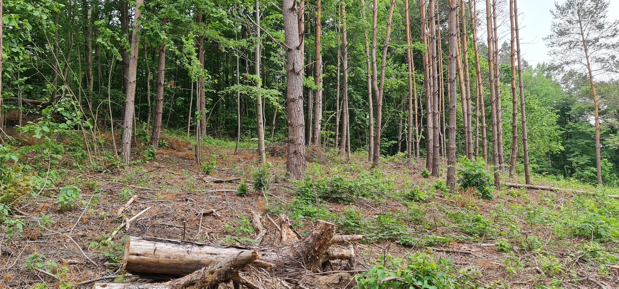 Działka budowlana Kajny (Warmia)