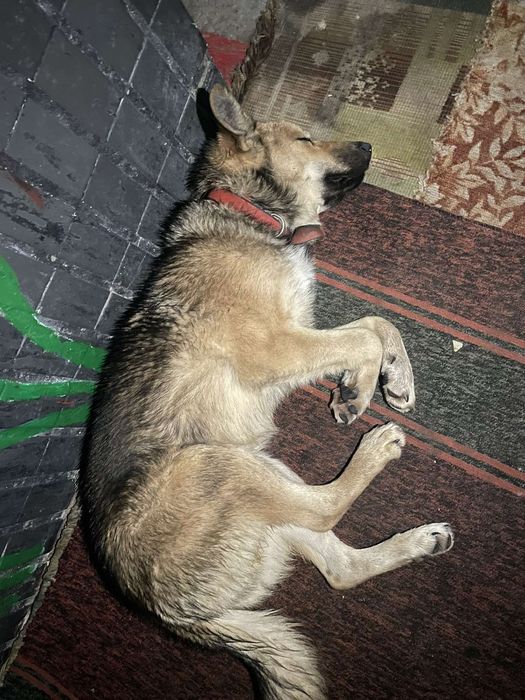 Замечен пес, Гагарина, зерновая